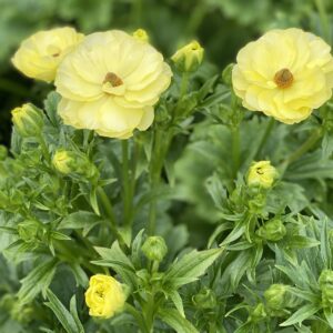 yellow-butterfly-ranuculus