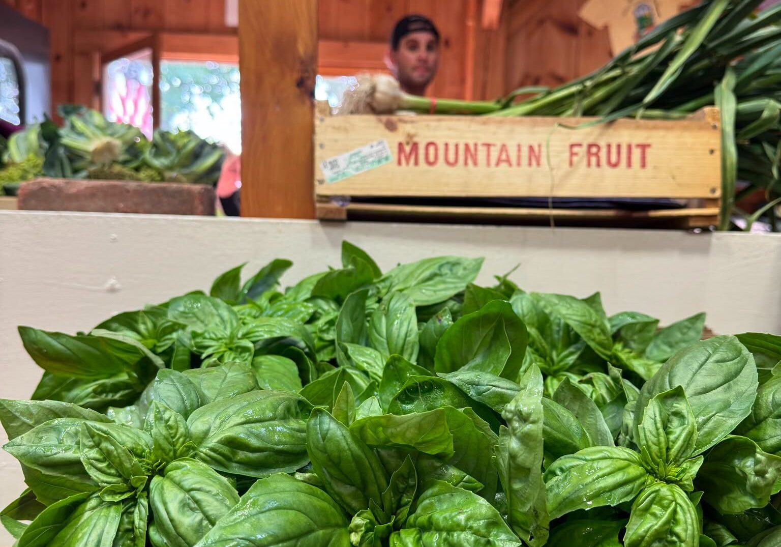 Fresh Farm Vegetables featuring fragrant basil harvested fresh at Morning Glory Farm.