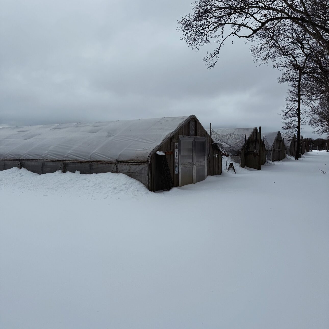 Winter farming at Morning Glory Farm with snow-covered greenhouse protecting early spring flower
