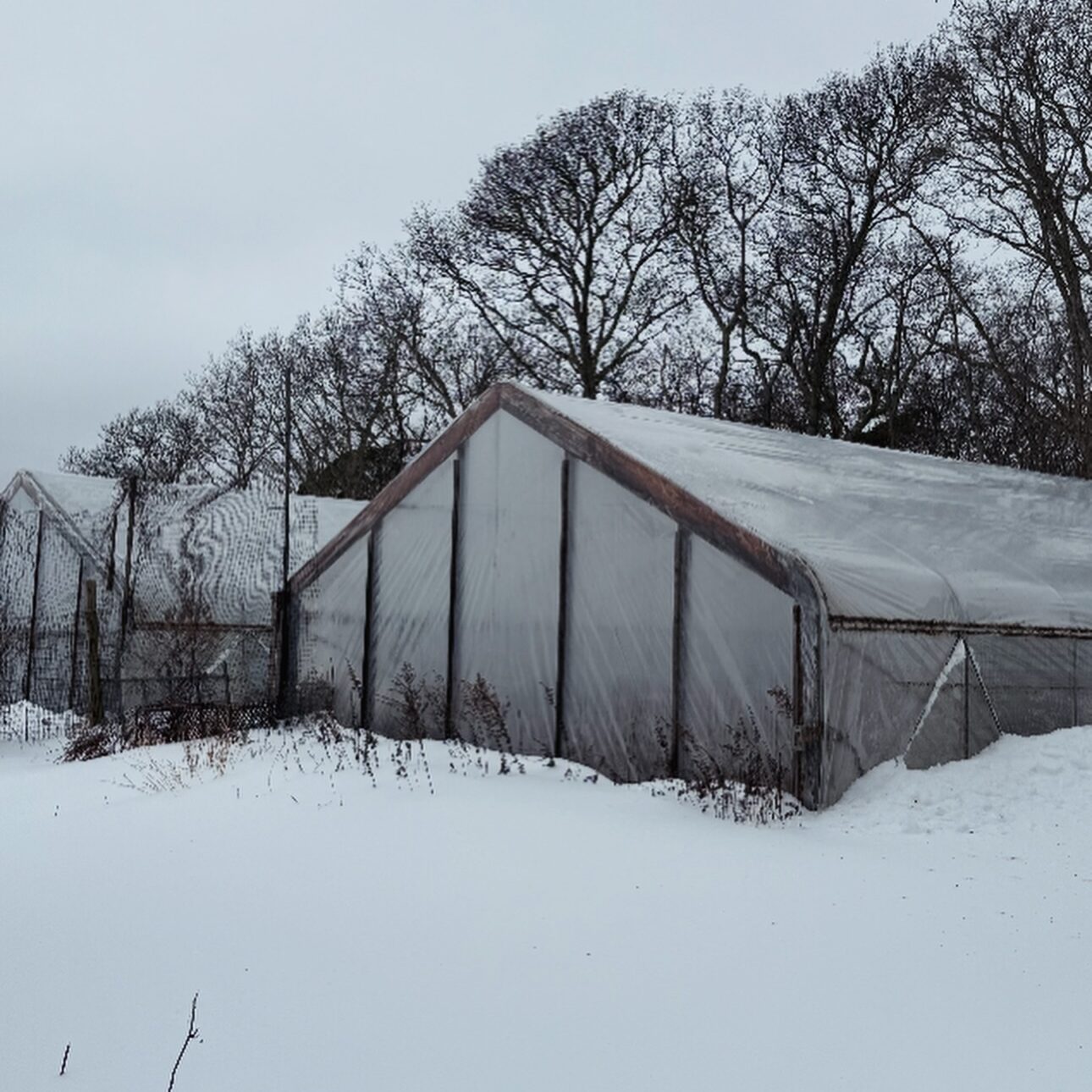 Winter farming at Morning Glory Farm showing flower farm greenhouses active beneath winter snow